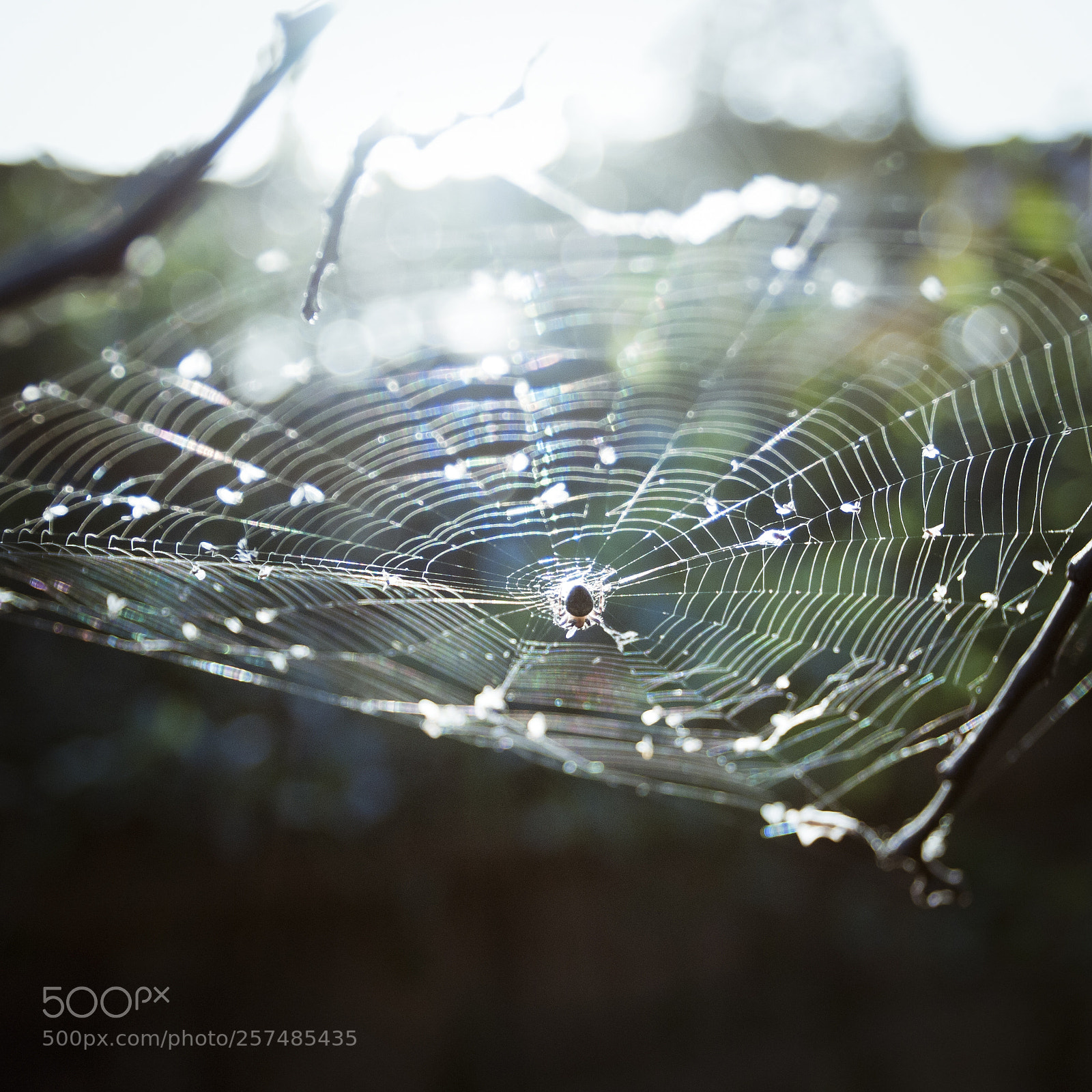 Canon EOS 40D sample photo. Spider photography
