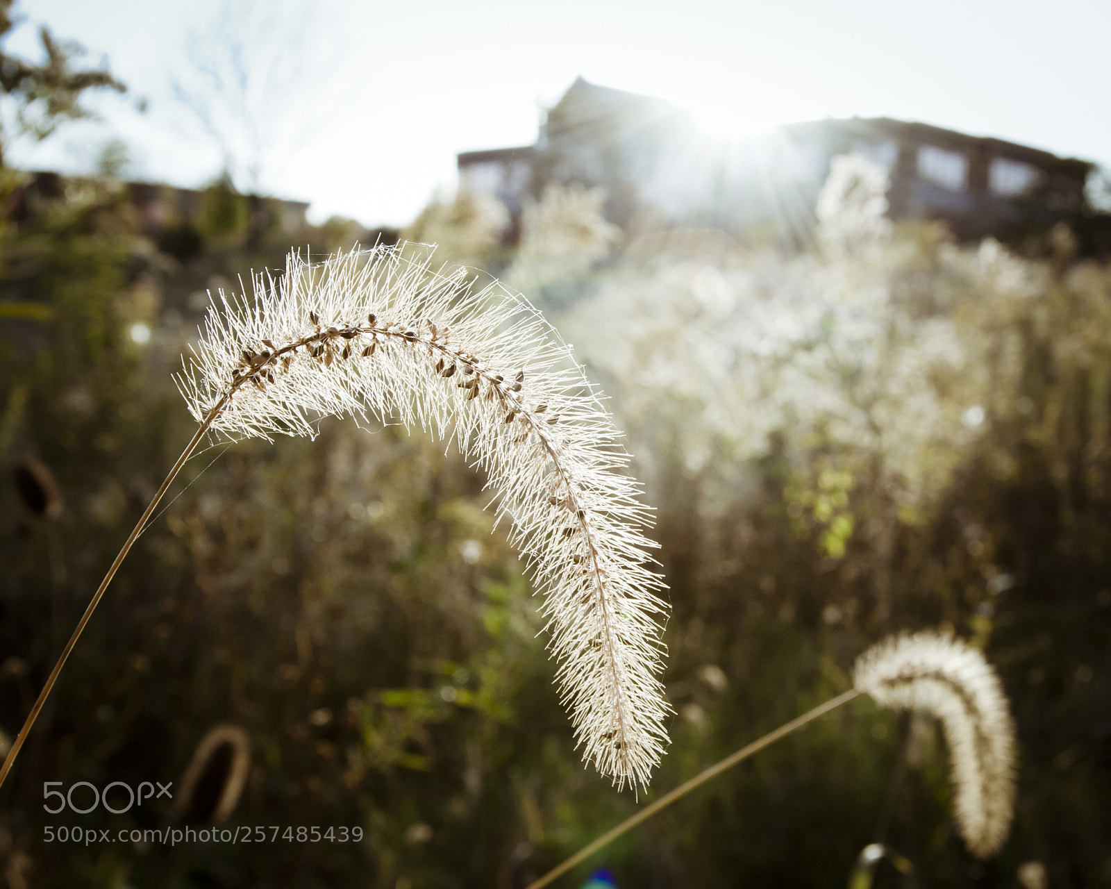 Canon EOS 40D sample photo. Brush photography