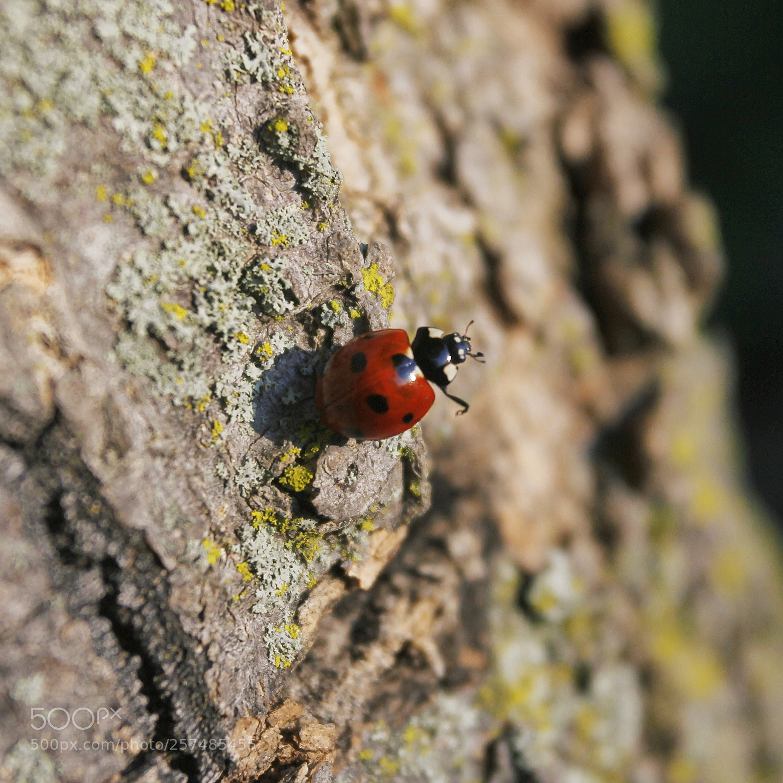 Canon EOS 60D sample photo. Bug photography