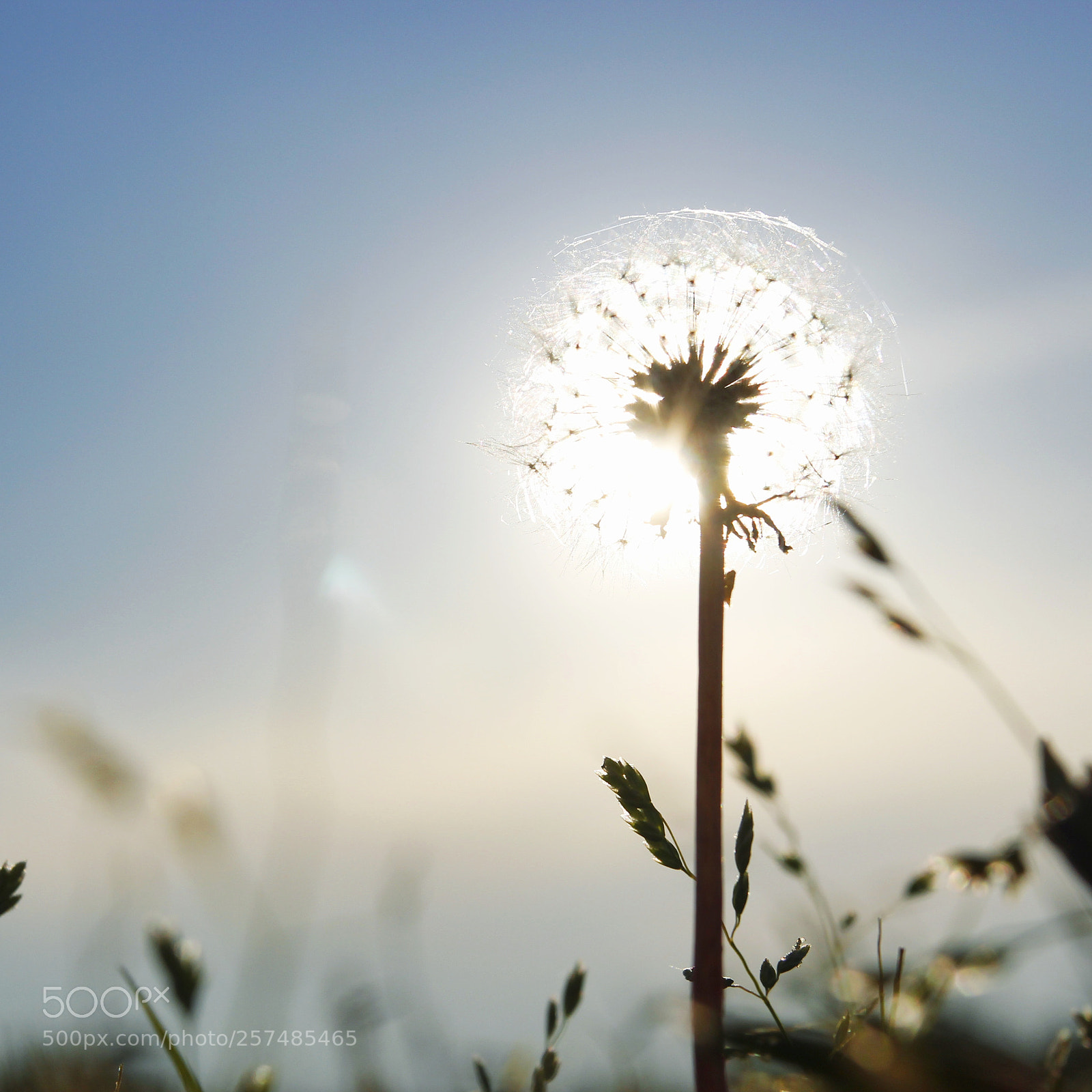 Canon EOS 60D sample photo. Dandelion photography