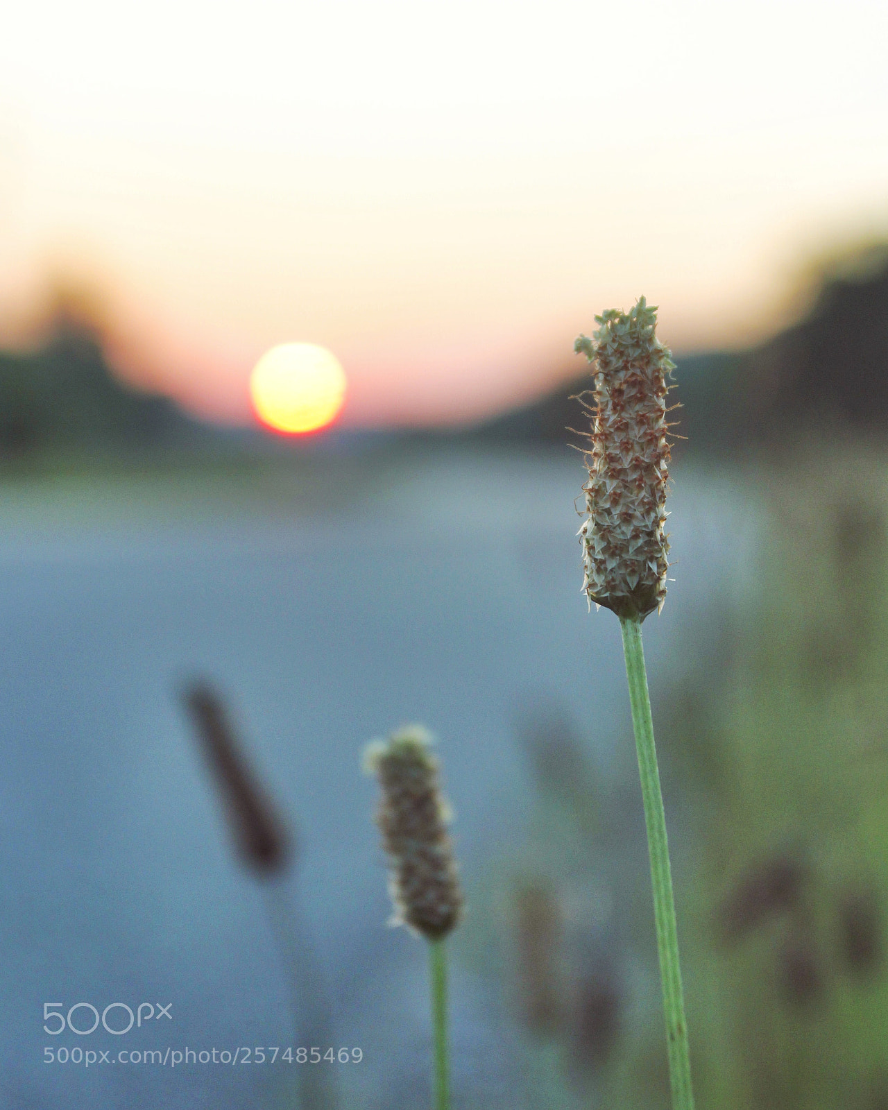 Canon EOS 60D sample photo. Roadside brush photography