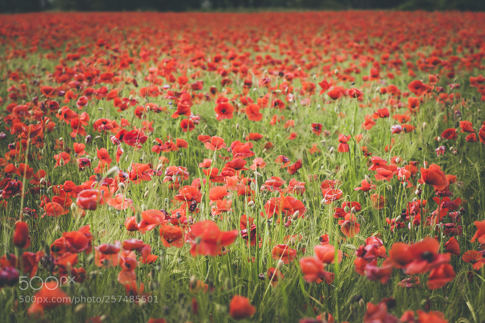 Nikon D700 sample photo. Poppies field photography