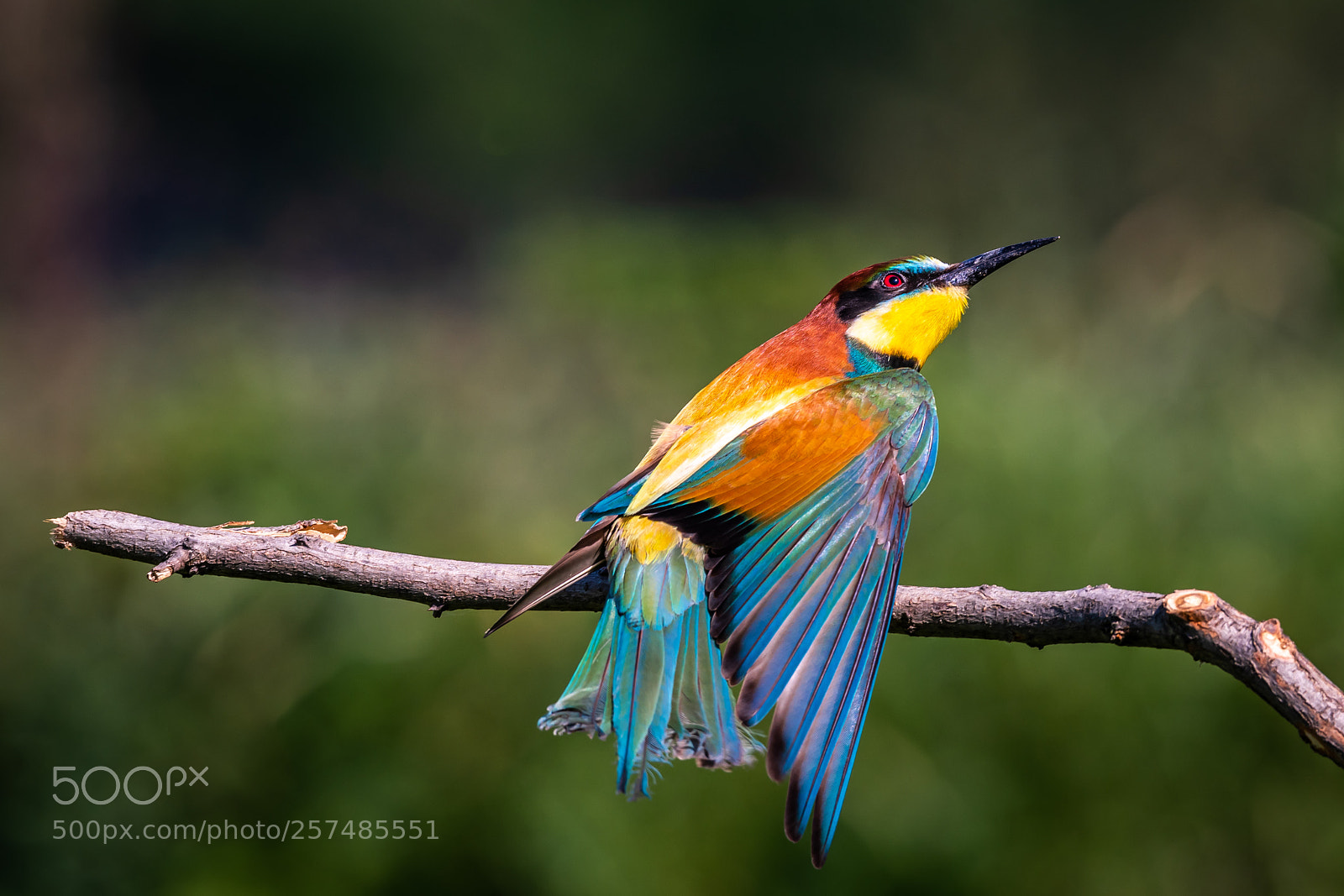 Nikon D500 sample photo. European bee-eater photography