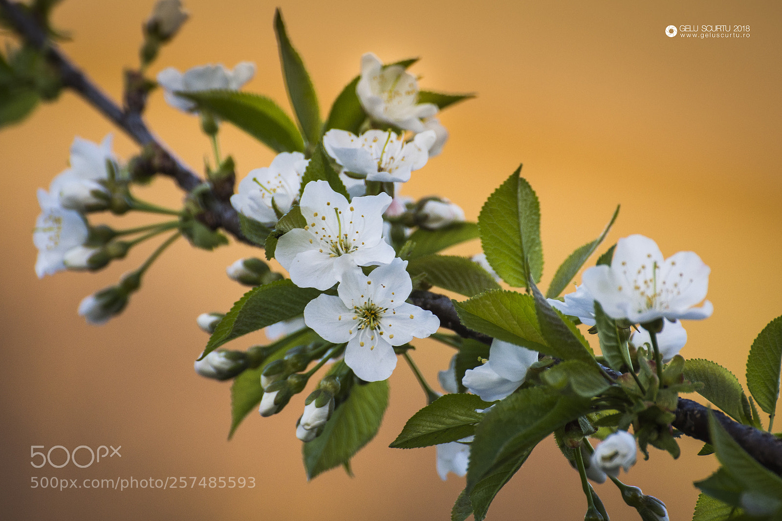 Nikon D7200 sample photo. ***** photography