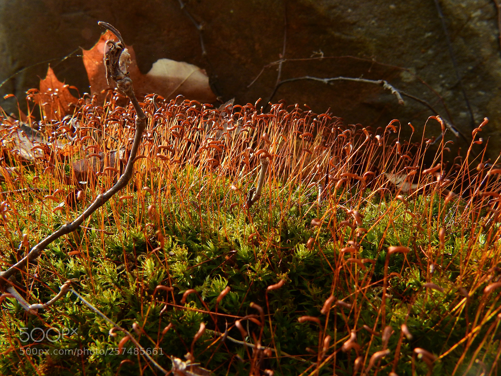 Nikon Coolpix P900 sample photo. Forest of sprouts photography