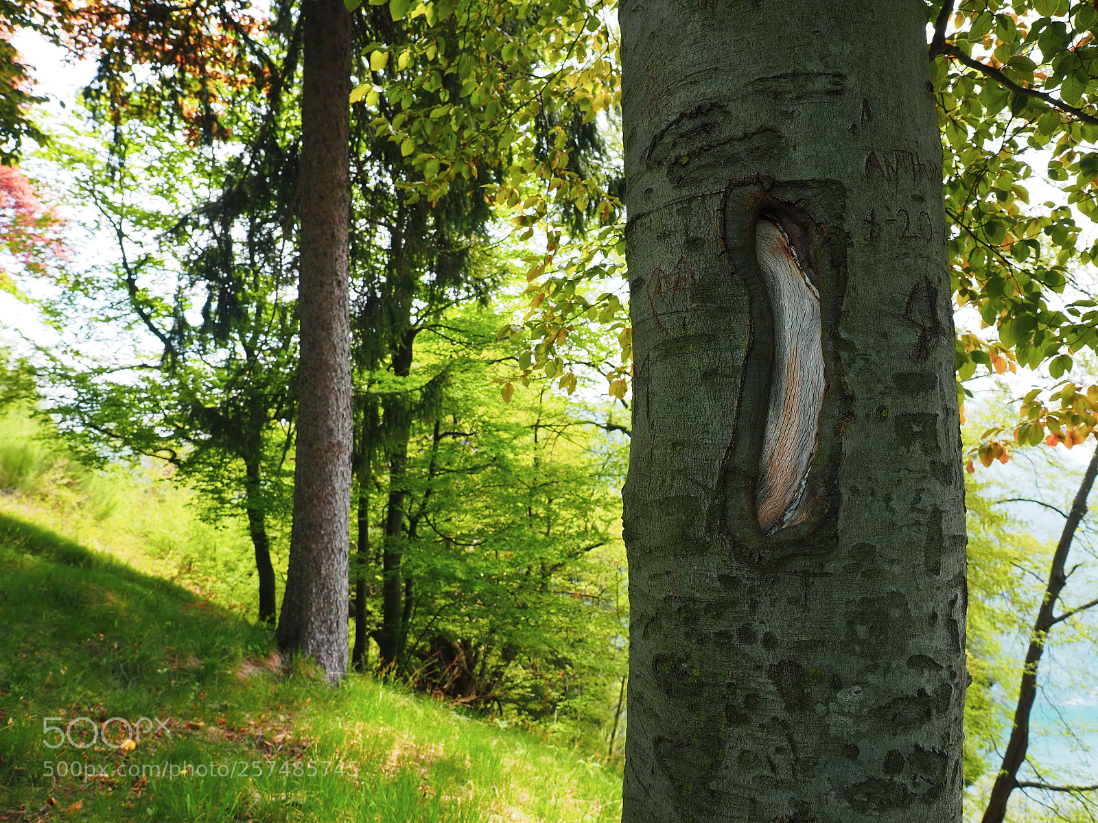 Olympus OM-D E-M10 III sample photo. #naturephotography #tree #wound dropex photography