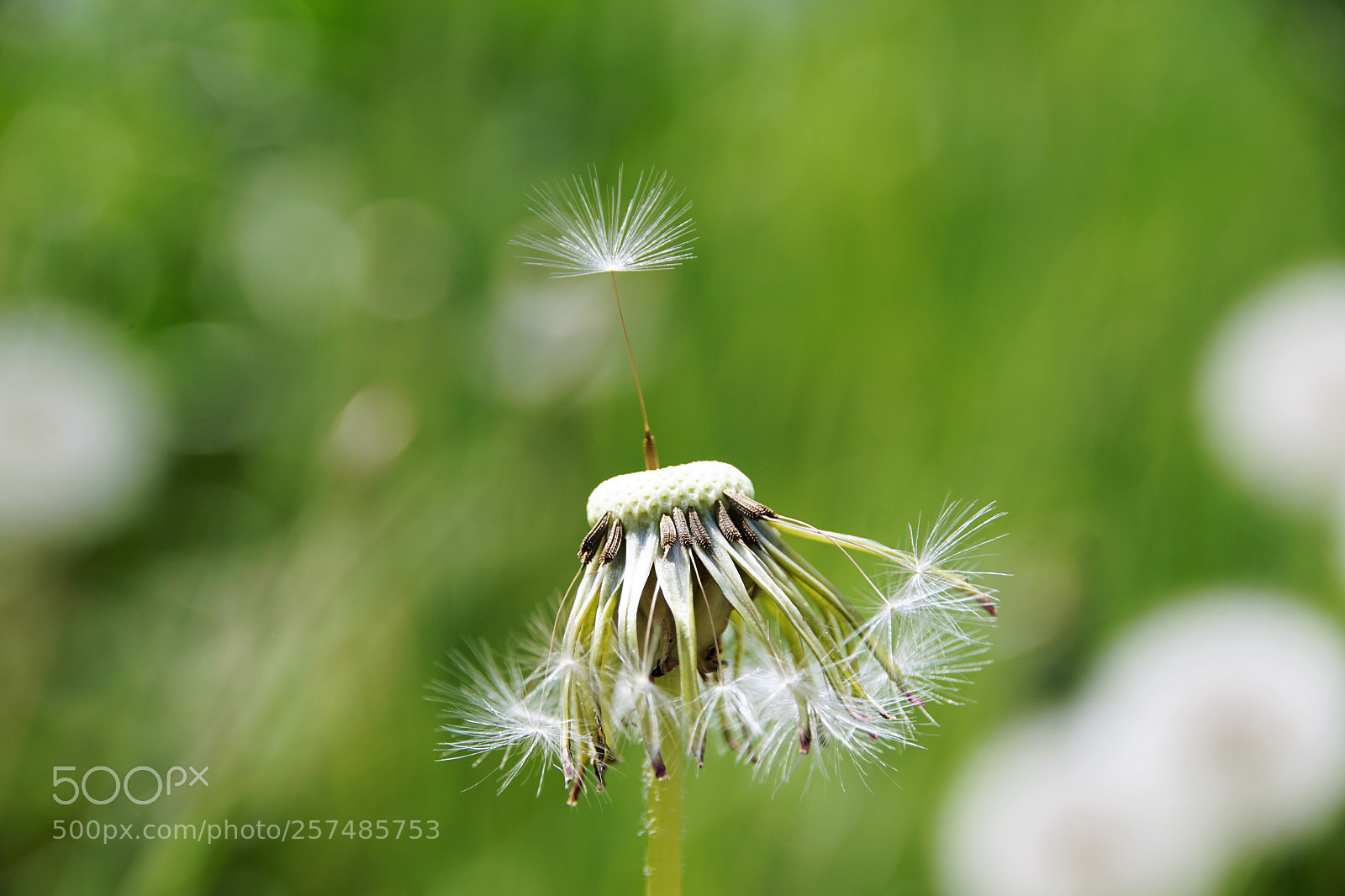 Sony ILCA-77M2 sample photo. Start photography