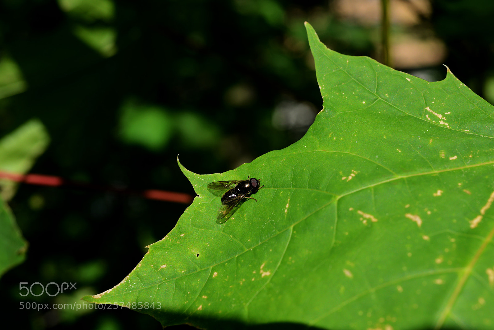 Nikon D800 sample photo. #insect #fly #nature dropex photography