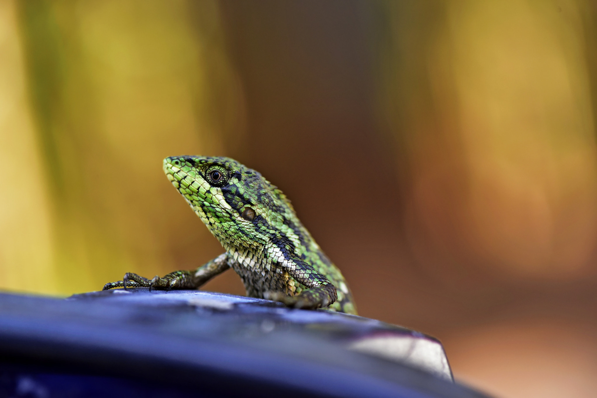 Nikon AF-S Micro-Nikkor 105mm F2.8G IF-ED VR sample photo. Lizard photography
