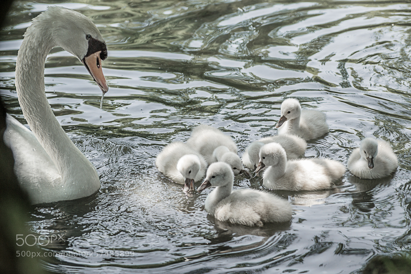 Canon EOS 60D sample photo. Swan family photography