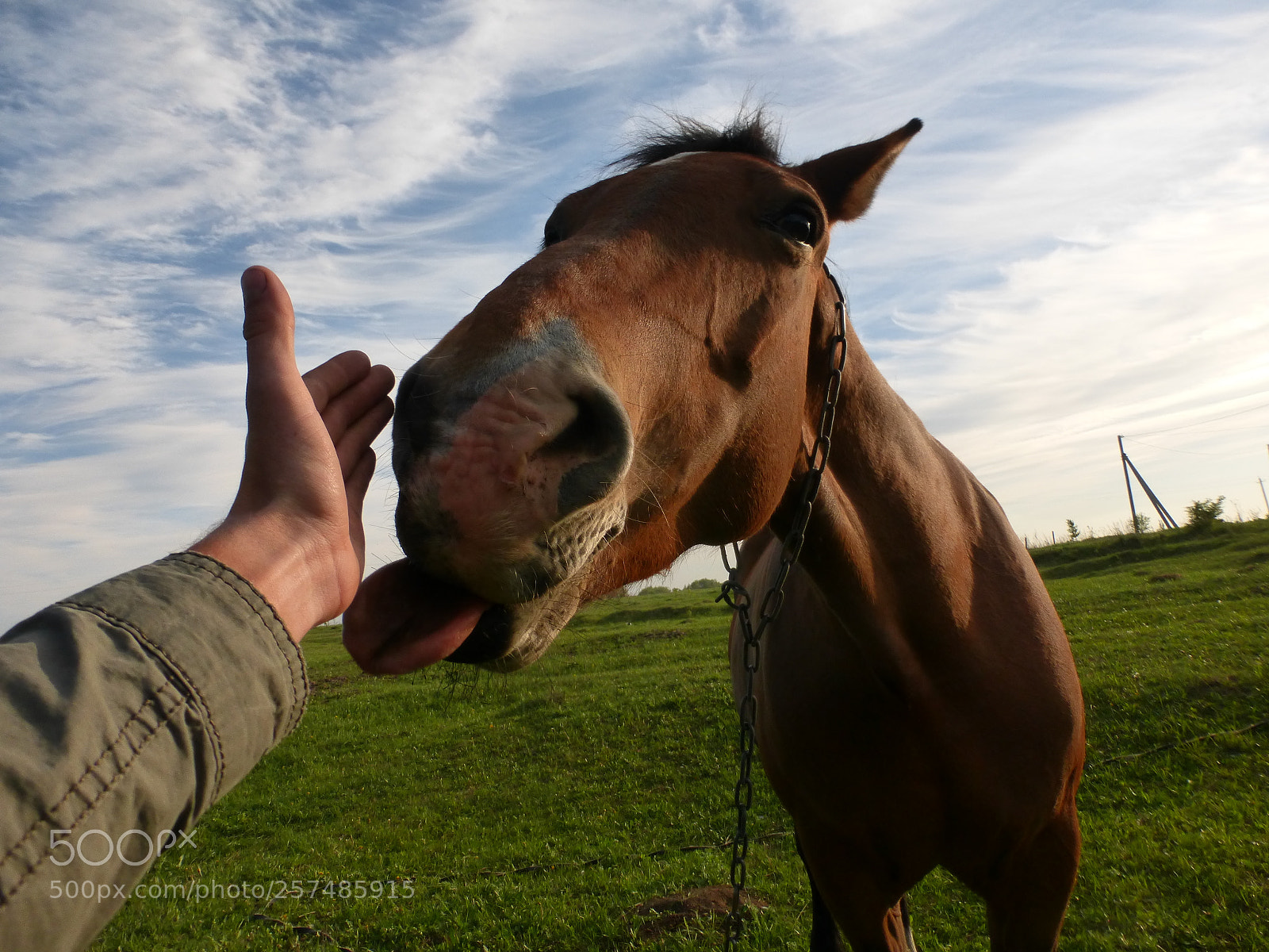 Panasonic Lumix DMC-ZS25 (Lumix DMC-TZ35) sample photo. Horse photography