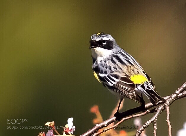 Canon EOS-1Ds Mark III sample photo. Yellow rumped warbler photography