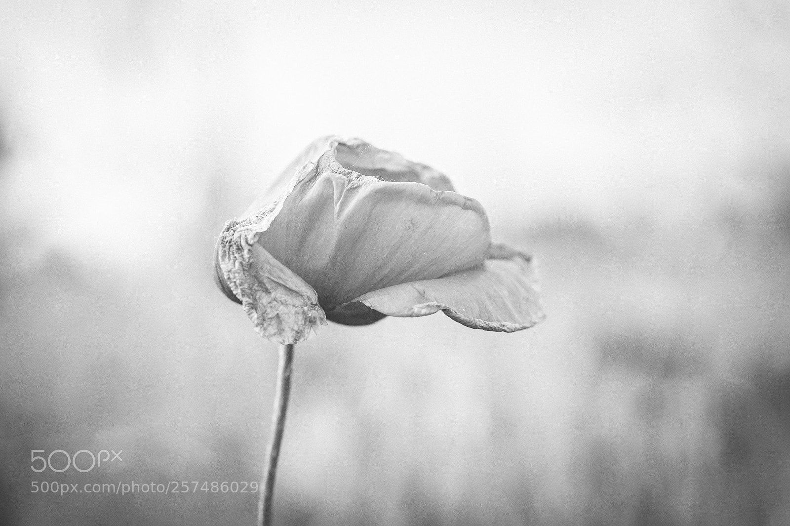 Nikon D700 sample photo. Poppy in b/w photography