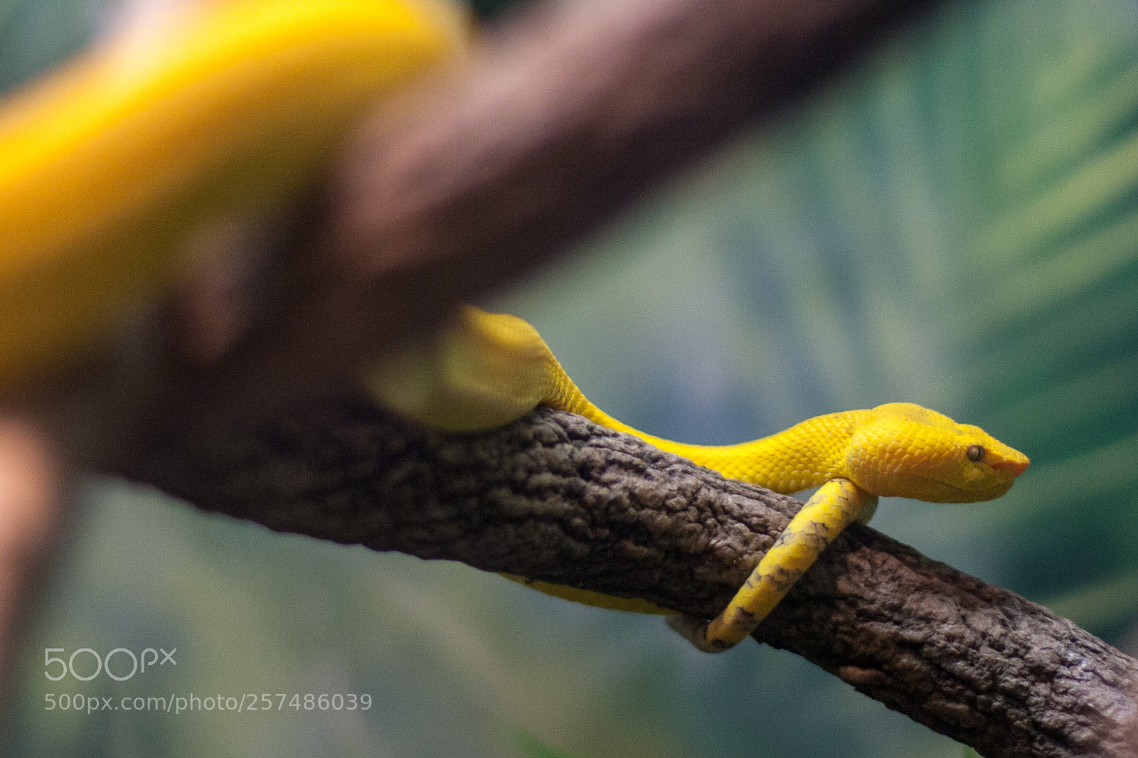 Canon EOS 40D sample photo. Tree viper photography