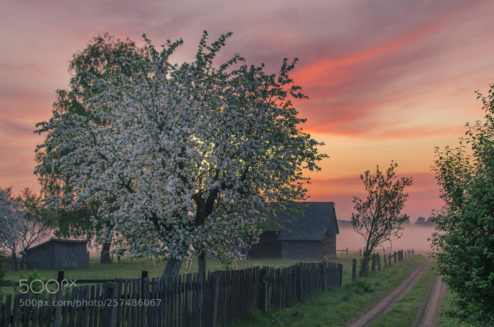 Nikon D5100 sample photo. Apple-tree blossom 2 photography