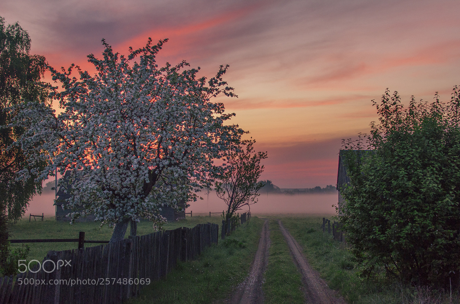 Nikon D5100 sample photo. Apple-tree blossom 1 photography