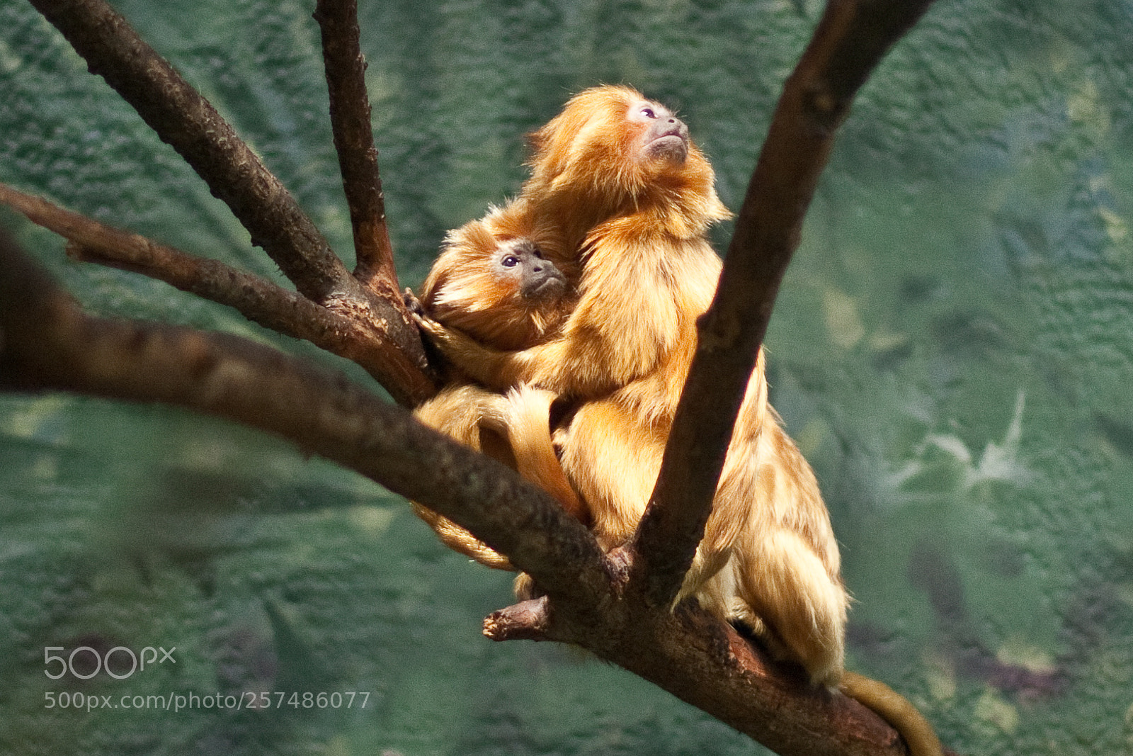 Canon EOS 40D sample photo. Golden marmoset (leontopithecus rosalia) photography