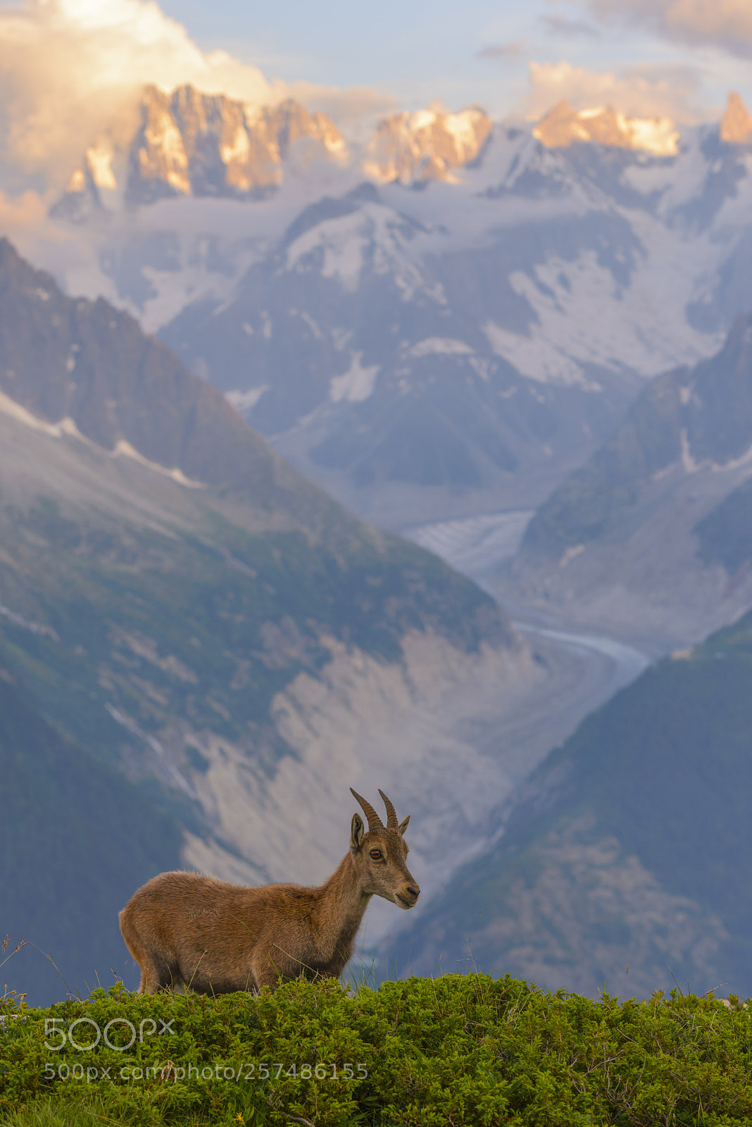 Nikon D610 sample photo. Sunset ibex photography