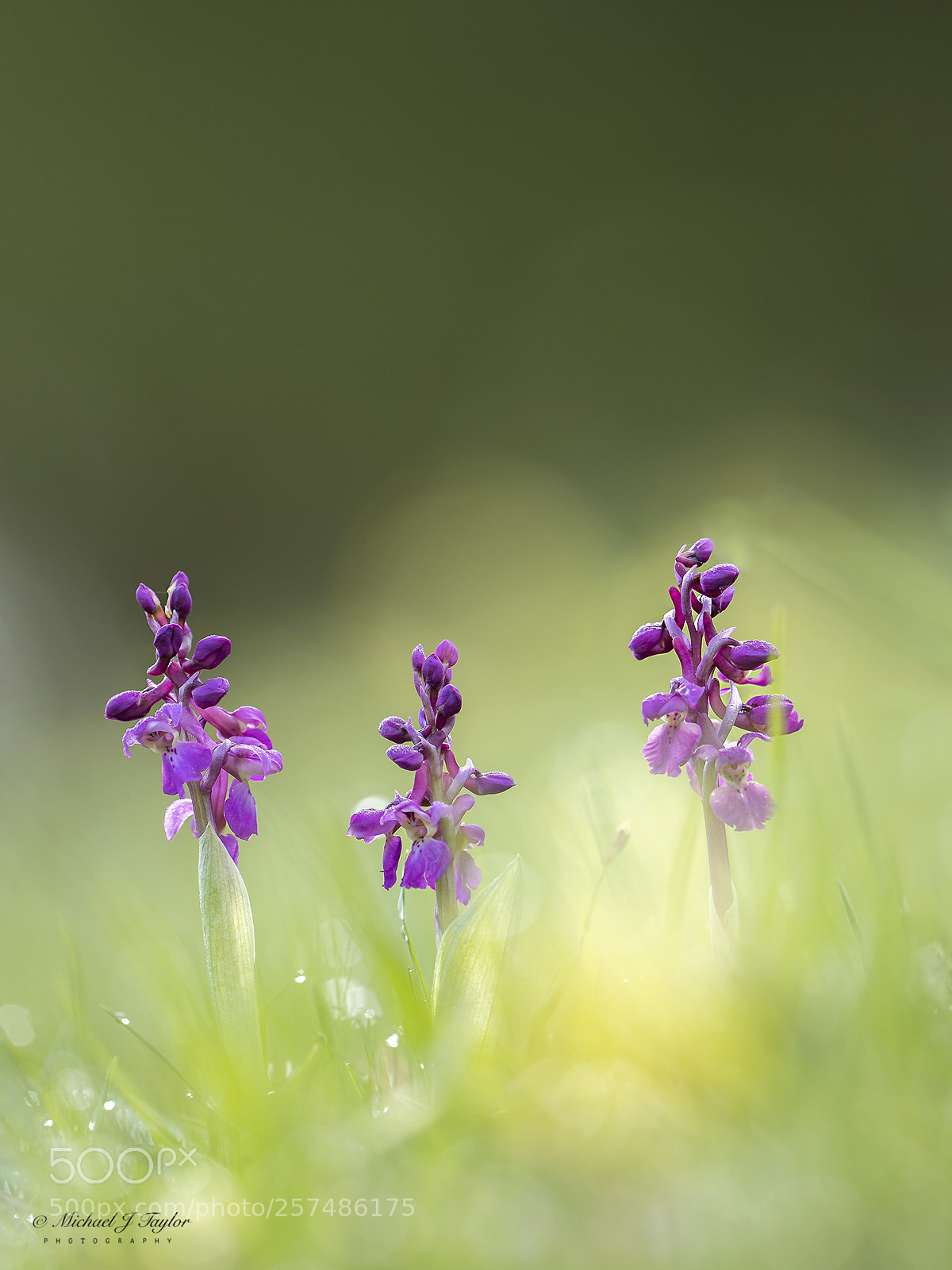 Panasonic Lumix DC-G9 sample photo. Early purple orchid... photography
