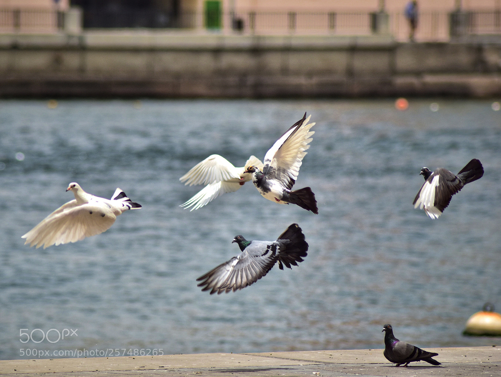 Nikon D5500 sample photo. Untitled photography
