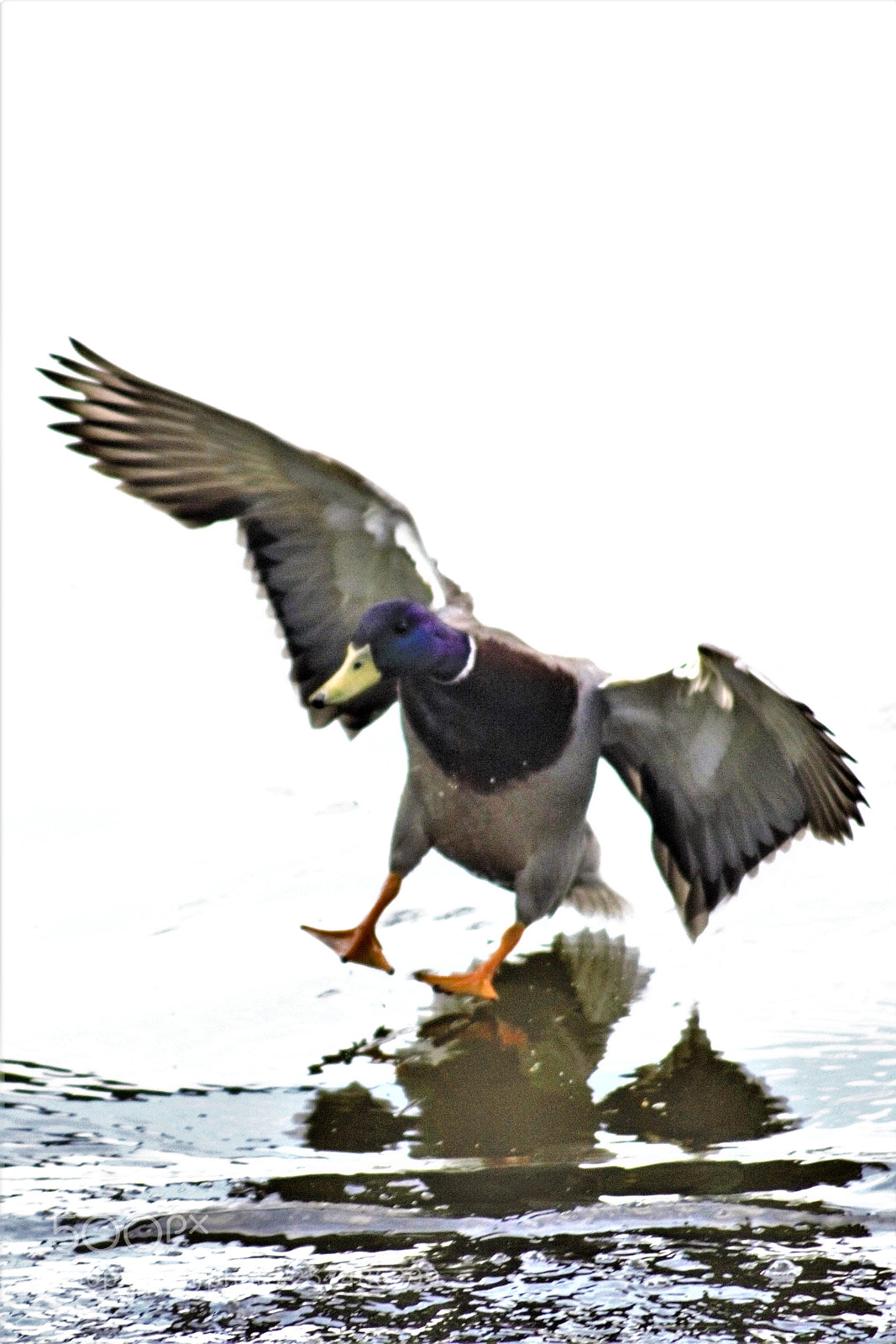Canon EOS 100D (EOS Rebel SL1 / EOS Kiss X7) sample photo. Landing on the lake photography