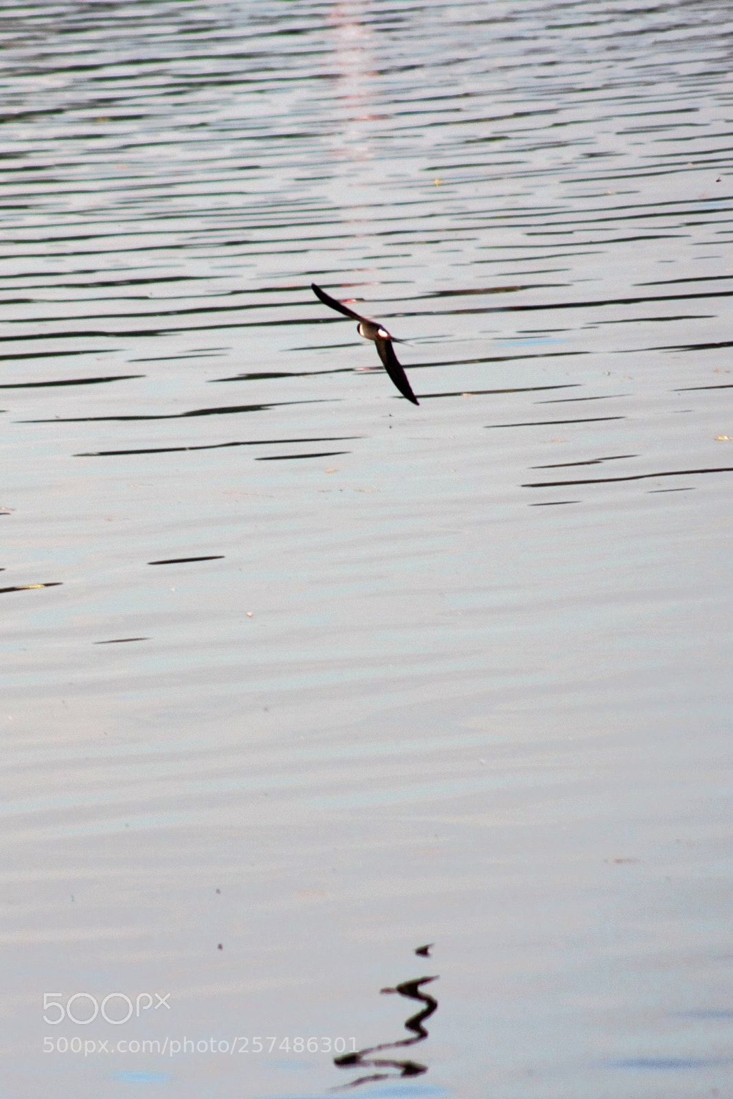 Canon EOS 100D (EOS Rebel SL1 / EOS Kiss X7) sample photo. A stroke on the photography