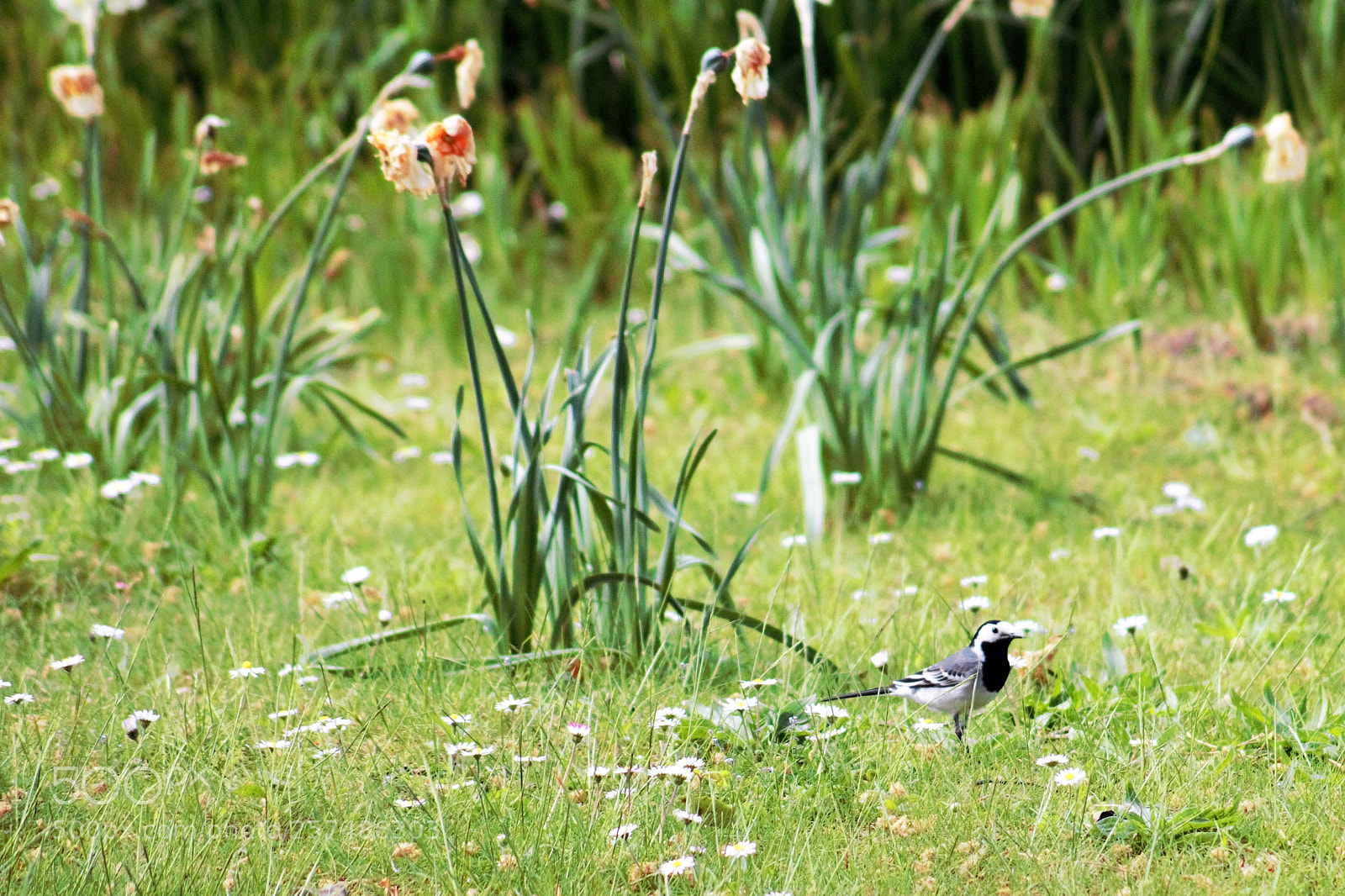 Canon EOS 100D (EOS Rebel SL1 / EOS Kiss X7) sample photo. Study of a wagtail photography