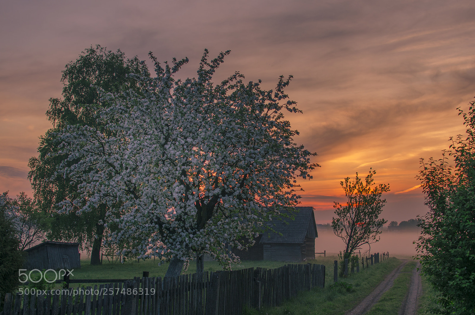 Nikon D5100 sample photo. Apple-tree blossom 3 photography