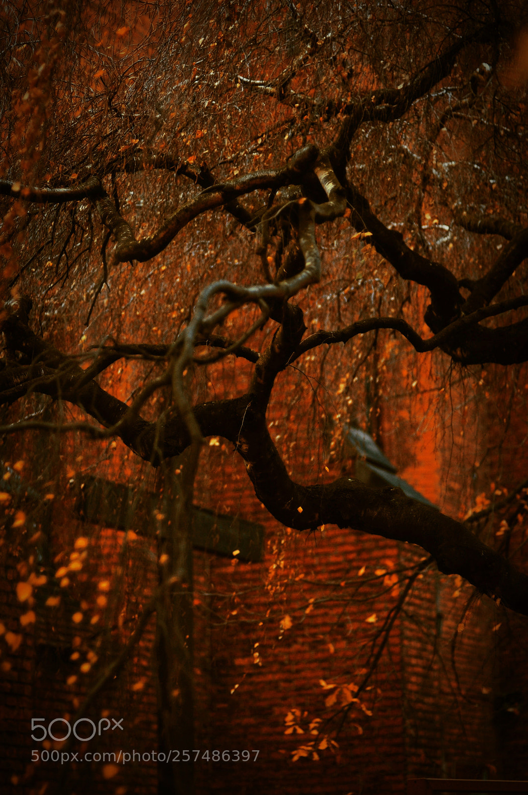 Nikon D300S sample photo. Untitled photography