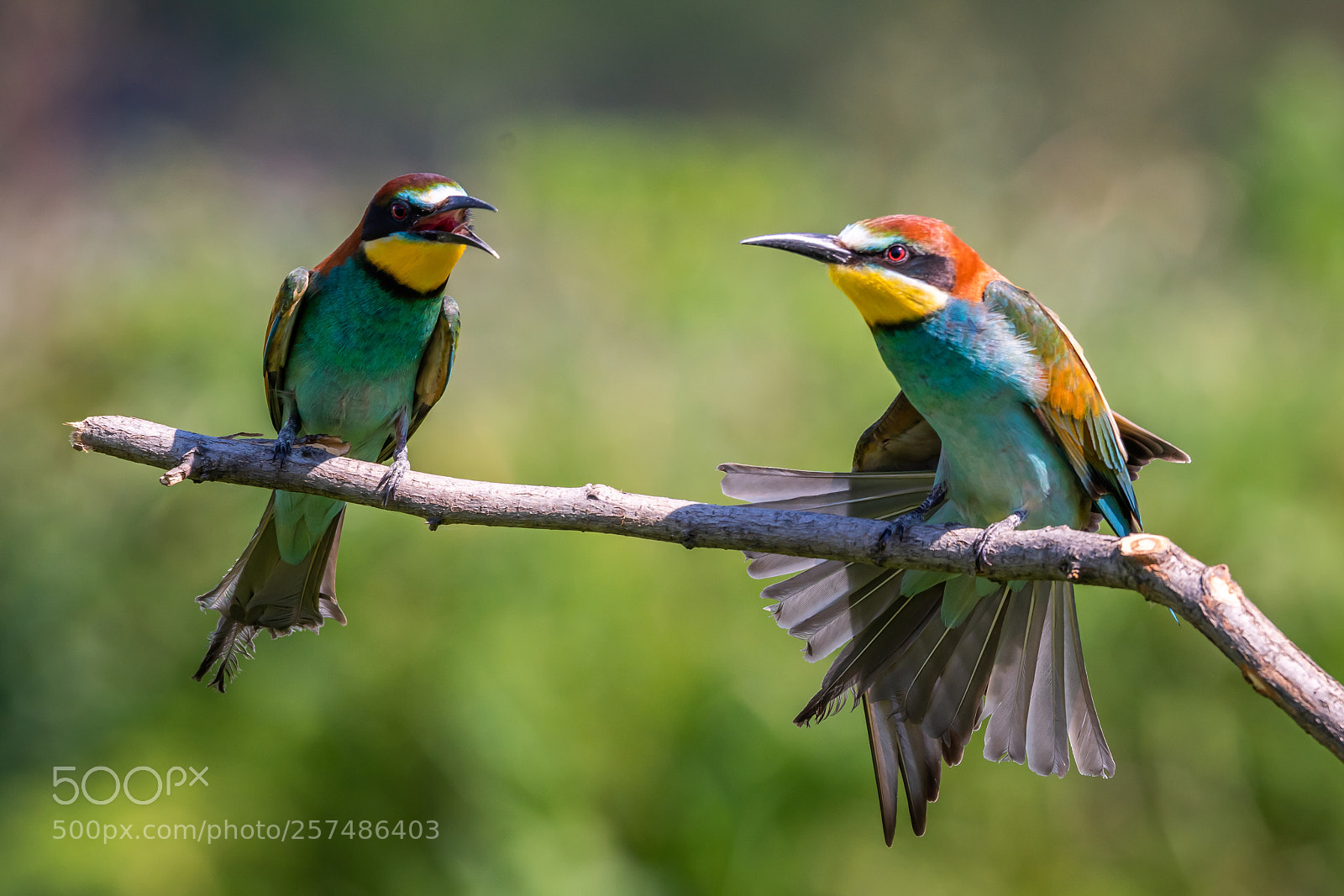 Nikon D500 sample photo. European bee-eater photography