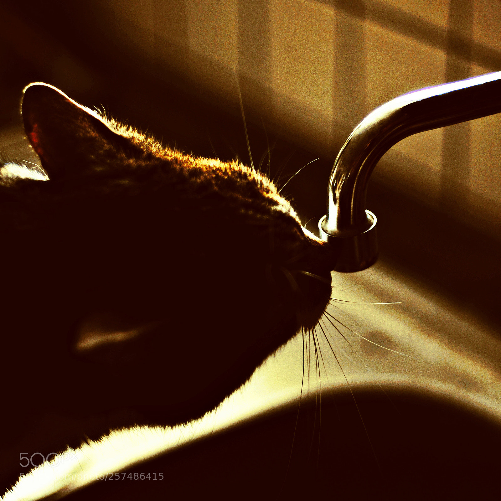 Nikon D300S sample photo. Untitled photography