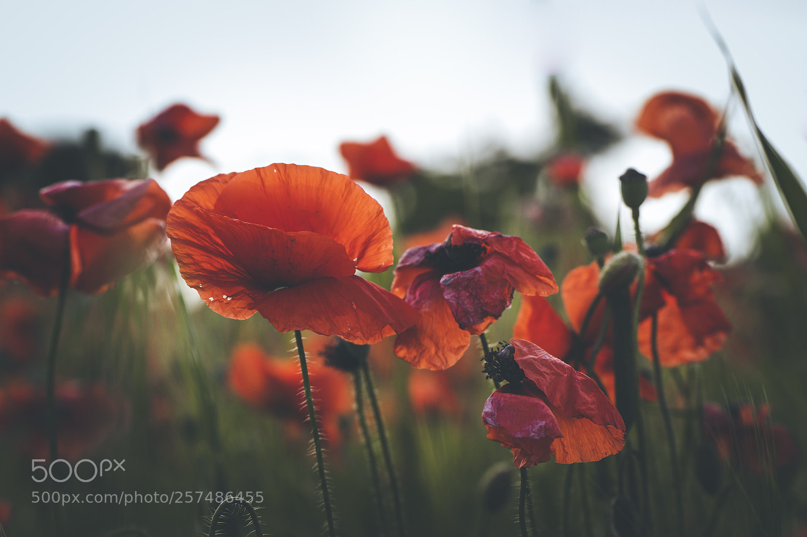 Nikon D700 sample photo. Poppies photography