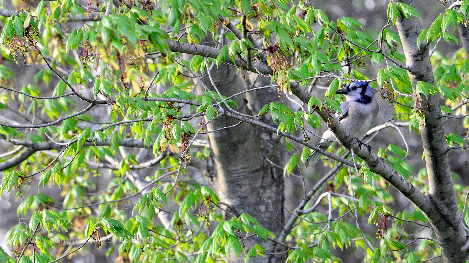 Nikon D800 sample photo. Blue jay in maple photography