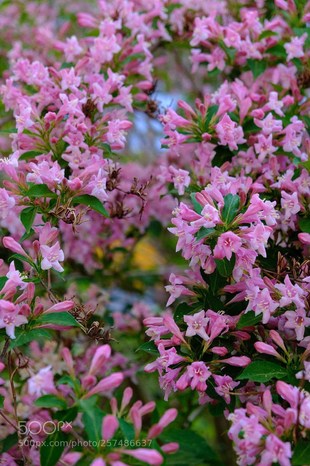 Fujifilm X-T20 sample photo. A midsummer night's dream photography