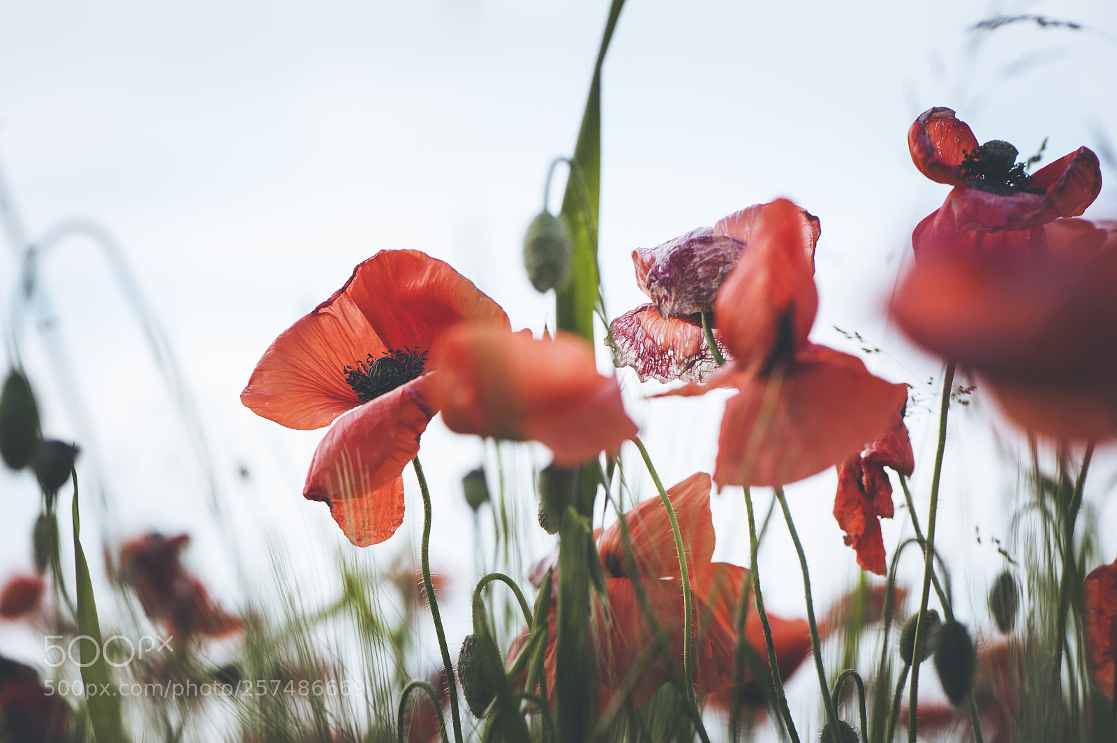 Nikon D700 sample photo. Poppies photography