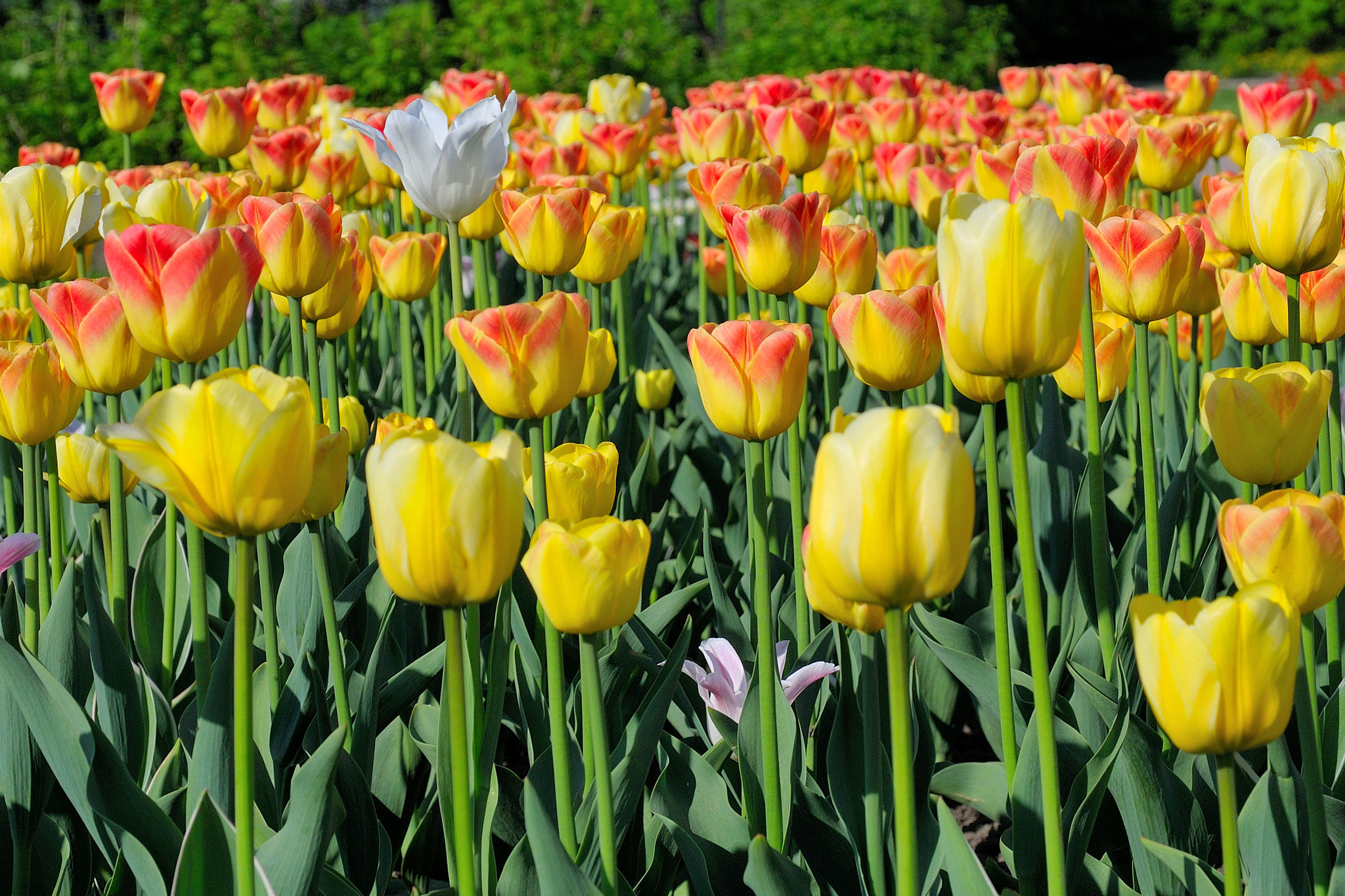 Nikon D300 sample photo. Tulips photography