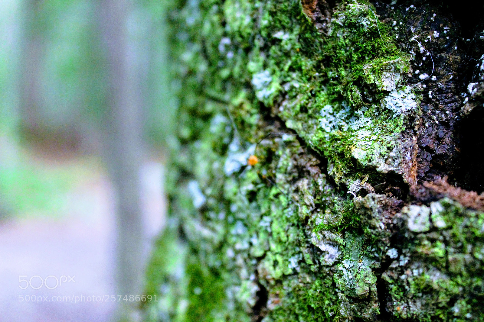 Canon EOS 1100D (EOS Rebel T3 / EOS Kiss X50) sample photo. The longing of the photography