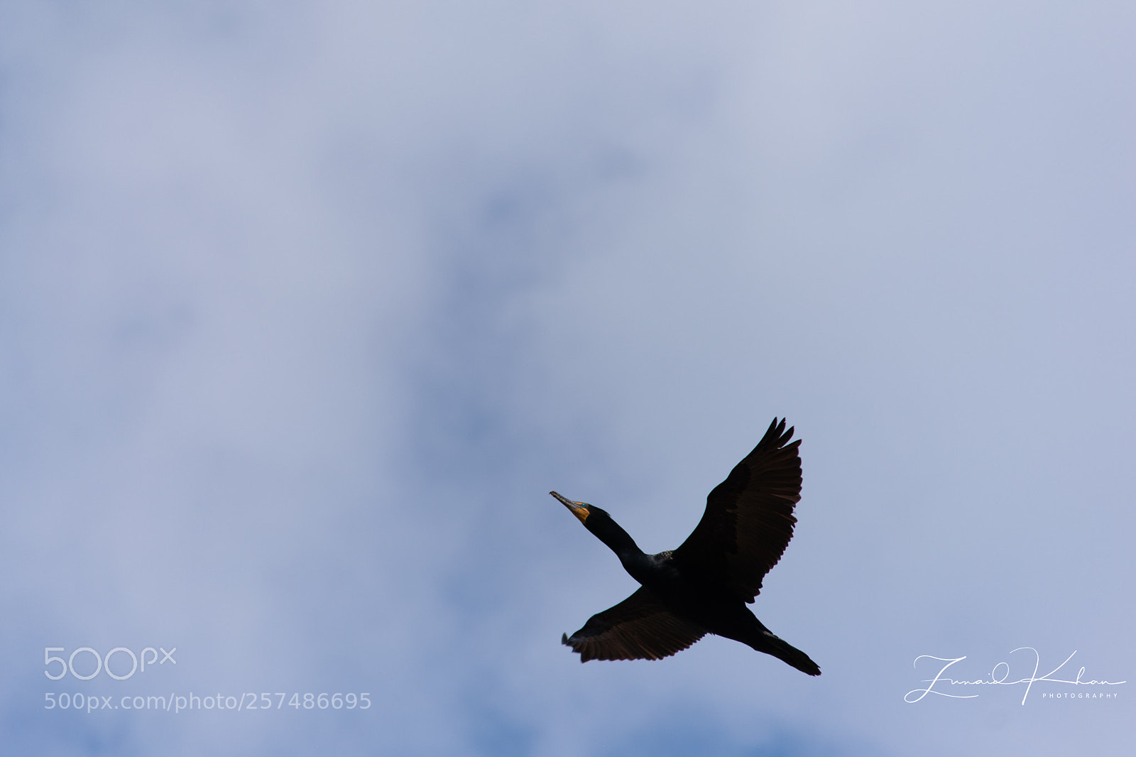 Nikon D3400 sample photo. Wingspan  photography