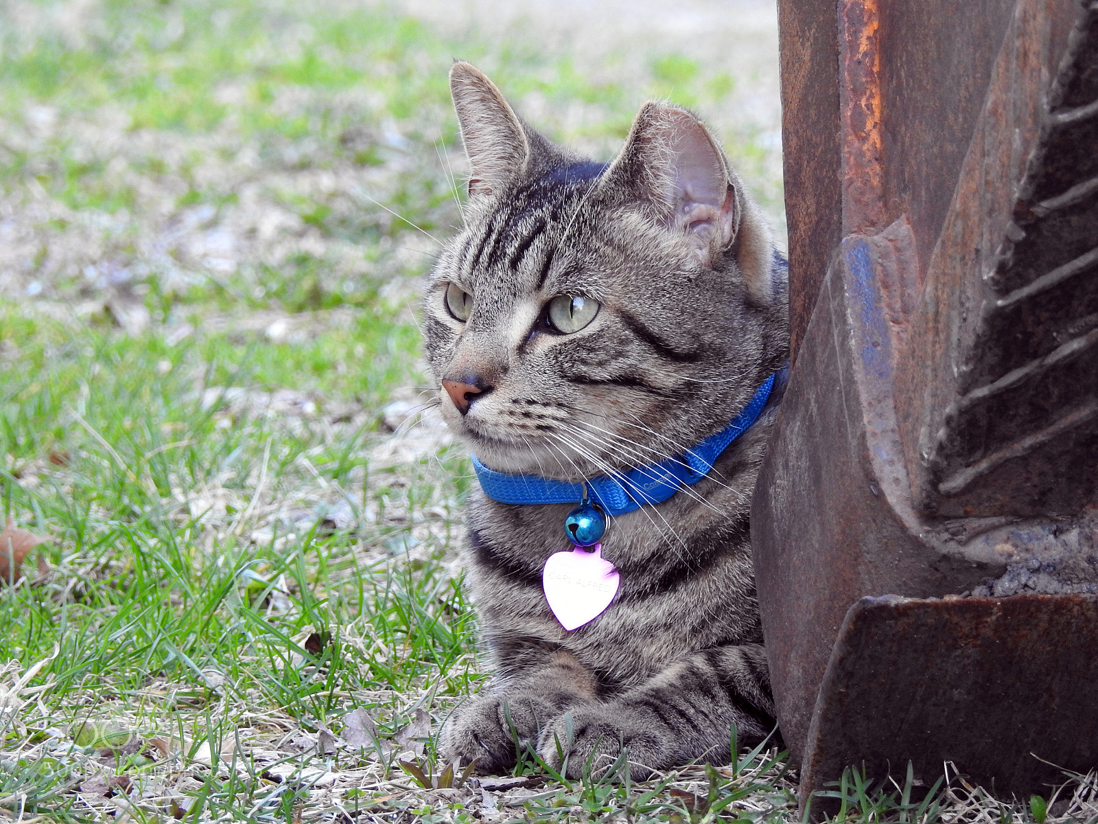 Nikon Coolpix P900 sample photo. The look photography