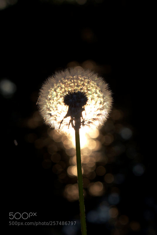 Canon EOS 700D (EOS Rebel T5i / EOS Kiss X7i) sample photo. Hope photography