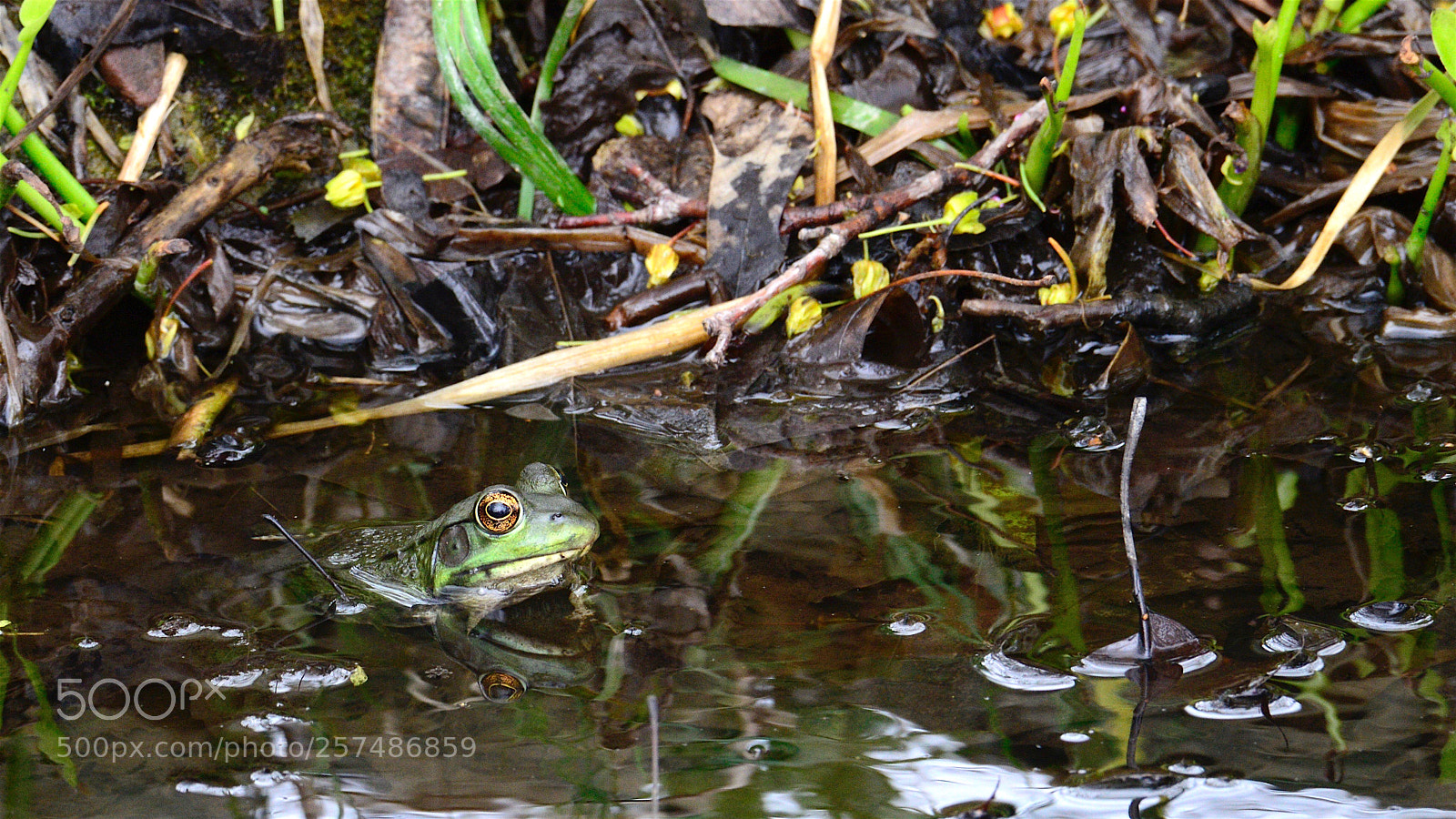 Nikon D800 sample photo. Frog with golden eye photography