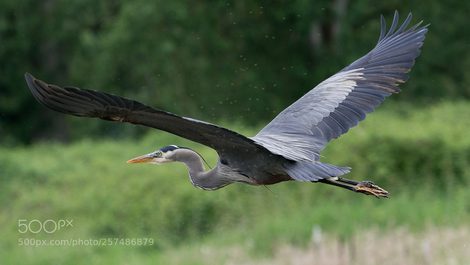 Sony a9 sample photo. Modern pterosaur photography