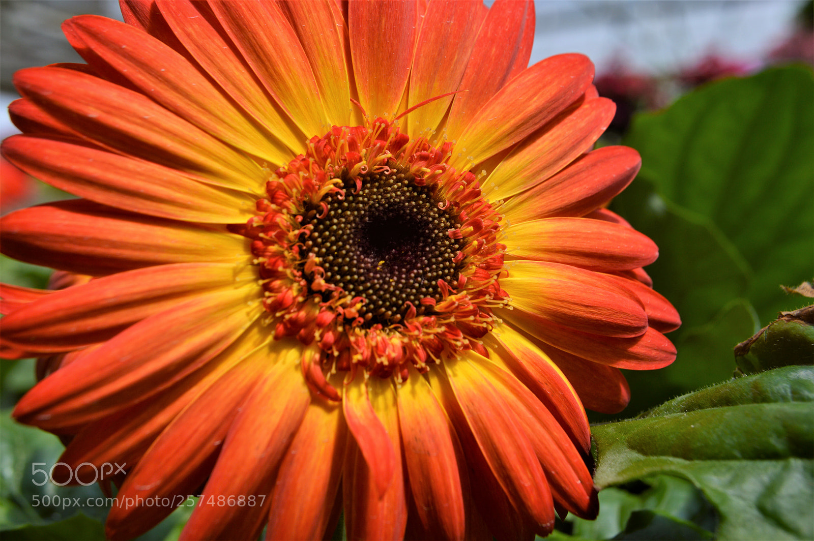 Nikon D3200 sample photo. Bright gerbera photography