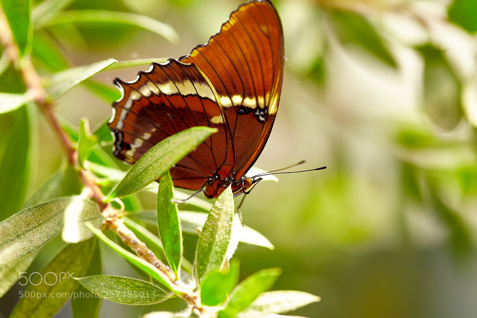 Canon EOS 5D Mark II sample photo. Butterly photography