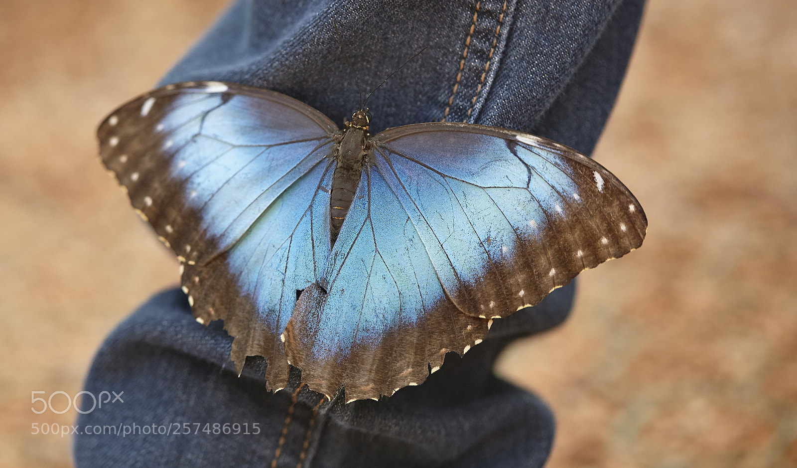 Canon EOS 5D Mark II sample photo. Butterly photography