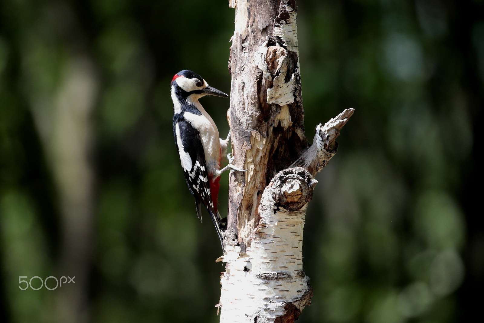 Canon EOS-1D X sample photo. Woodpecker photography