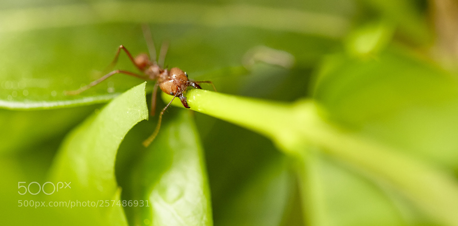 Canon EOS 5D Mark II sample photo. Butterly photography