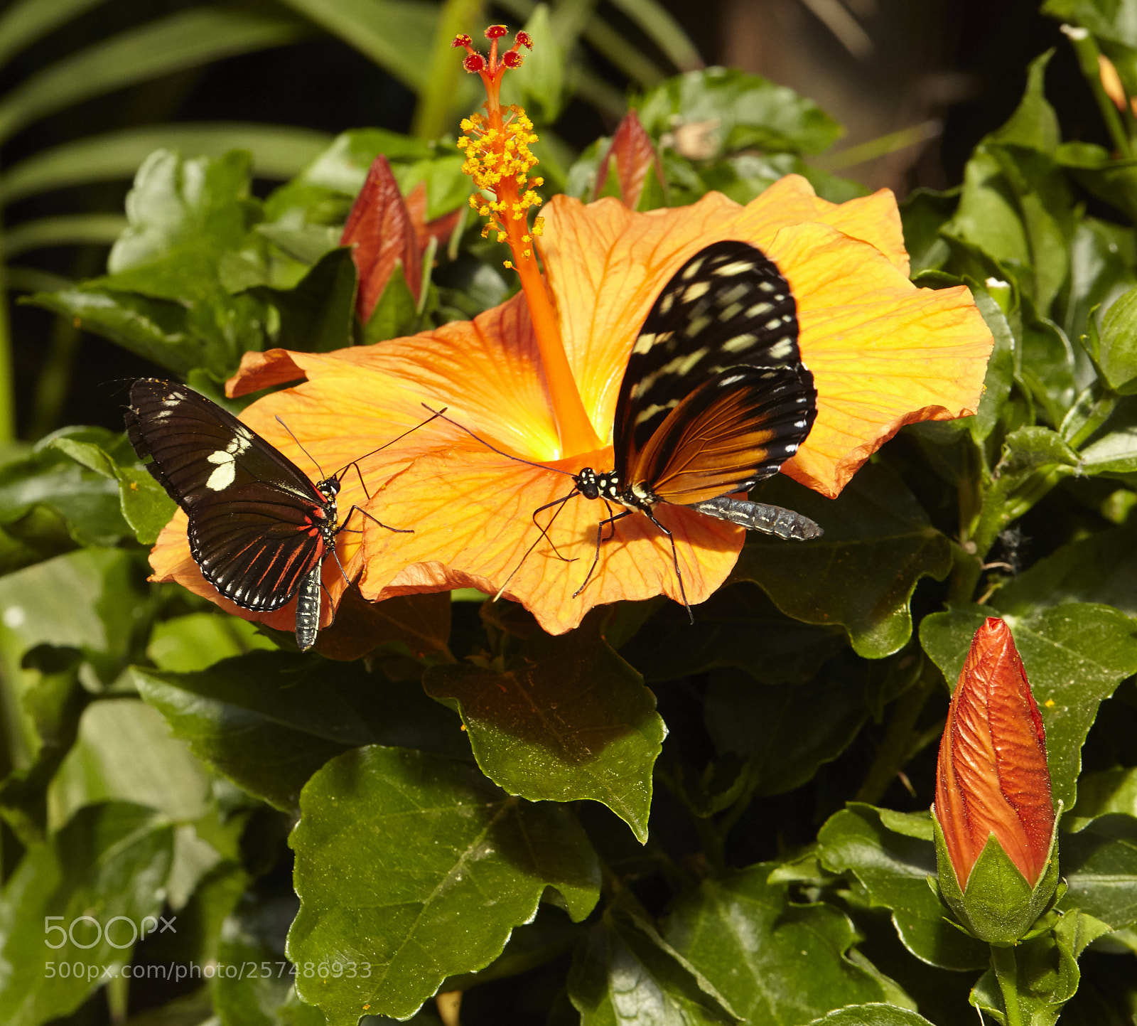 Canon EOS 5D Mark II sample photo. Butterly photography