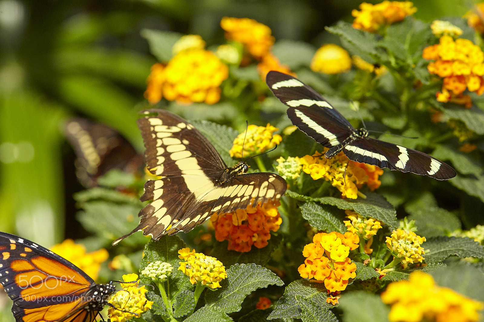 Canon EOS 5D Mark II sample photo. Butterly photography