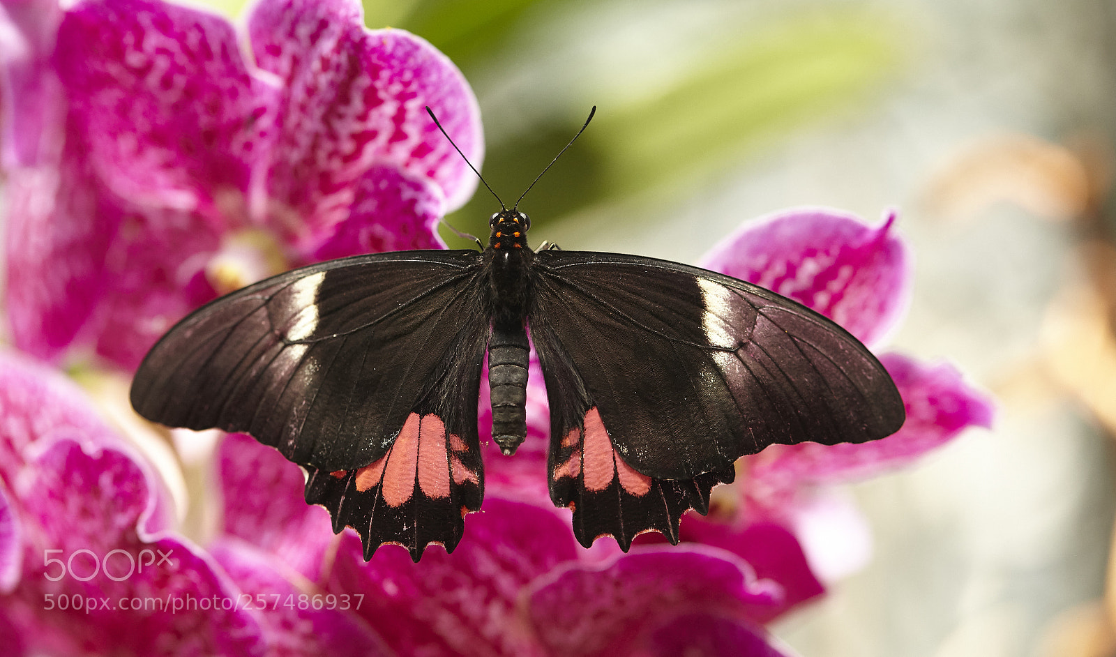 Canon EOS 5D Mark II sample photo. Butterly photography